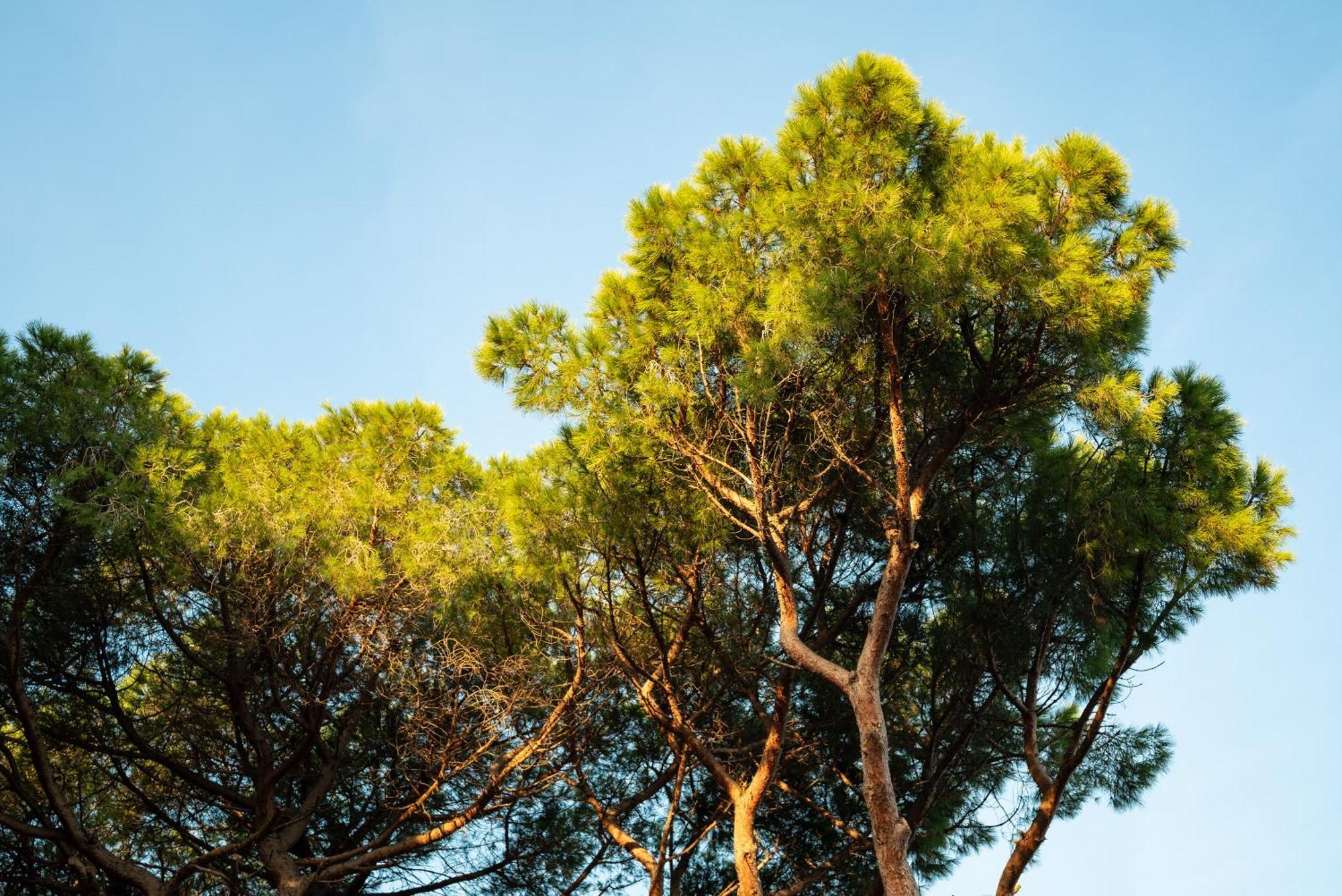 Hotel Parco Dei Pini - 100Mt Dal Mare ฟอลลอนนีกา ภายนอก รูปภาพ
