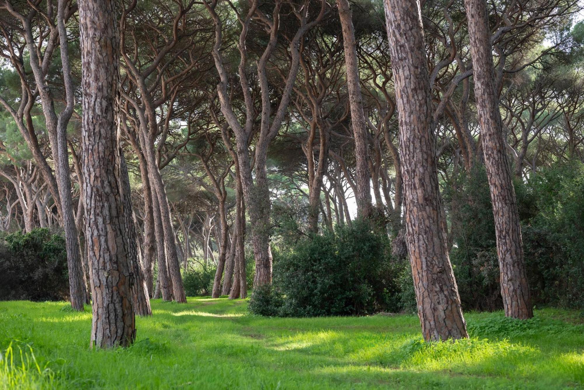 Hotel Parco Dei Pini - 100Mt Dal Mare ฟอลลอนนีกา ภายนอก รูปภาพ
